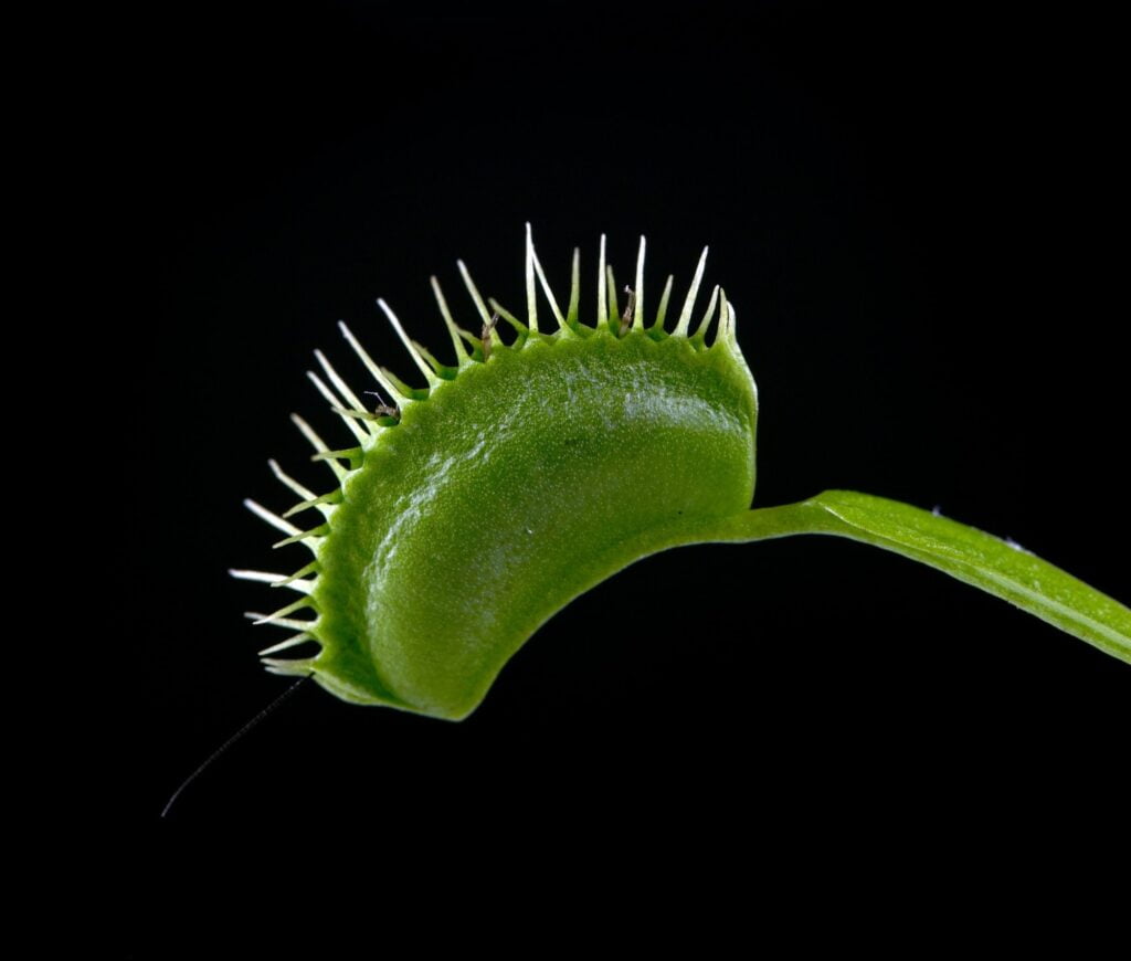 Venus Flytrap