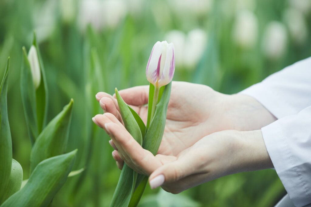 Woman growing tulips