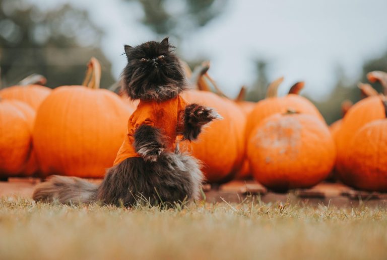 halloween, black cat, autumn, cat, nature, cat tricks, pumpkin, october, seasonal, fall, feline, pet, animal, animal costume, cute, pumpkin patch